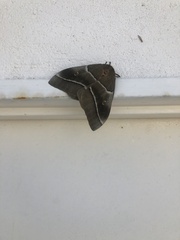 Gonimbrasia belina