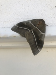 Gonimbrasia belina