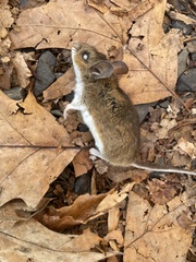 Peromyscus leucopus
