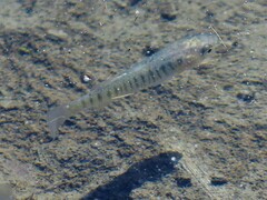 Fundulus confluentus