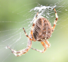 Araneus diadematus
