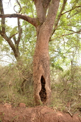 Ficus sansibarica