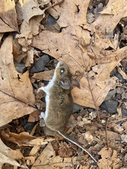 Peromyscus leucopus