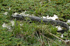 Caiman latirostris