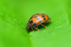 Subcoccinella vigintiquatuorpunctata