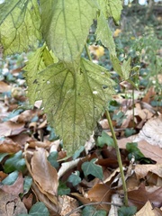 Lamium galeobdolon