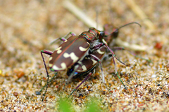 Cicindela hybrida