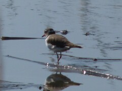 Charadrius tricollaris