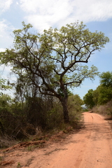 Sclerocarya birrea caffra