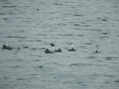 Chroicocephalus ridibundus