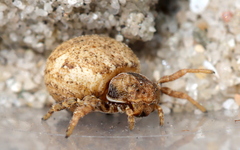 Holopelus