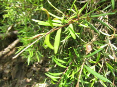 Myrceugenia lanceolata