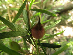 Myrceugenia lanceolata