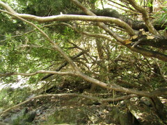 Myrceugenia lanceolata