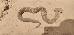 Crotalus durissus