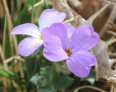 Aubrieta deltoidea