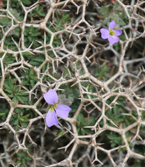 Aubrieta deltoidea