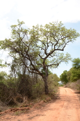Sclerocarya birrea caffra