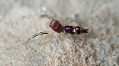 Chrysilla lauta