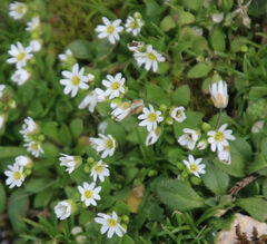 Cerastium semidecandrum