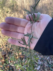 Sisymbrium officinale