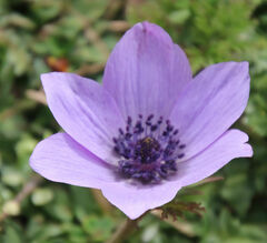 Anemone coronaria