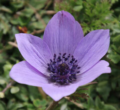 Anemone coronaria