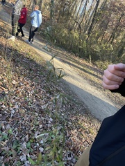 Sisymbrium officinale