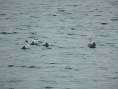 Chroicocephalus ridibundus