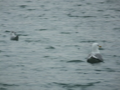 Chroicocephalus ridibundus