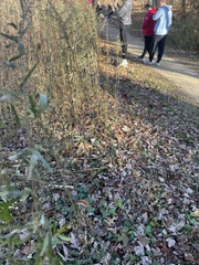 Sisymbrium officinale