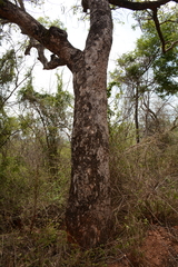 Sclerocarya birrea caffra