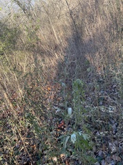 Sisymbrium officinale