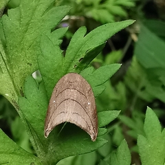 Pseudalbara parvula