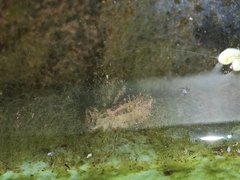 Orthetrum sabina