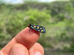 Arniocera auriguttata