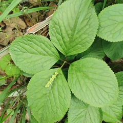 Chloranthus fortunei