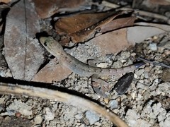 Hemidactylus bowringii