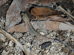 Hemidactylus bowringii