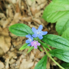 Aegonychon zollingeri