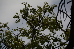 Sclerocarya birrea caffra