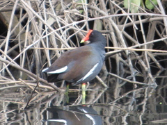 Gallinula galeata