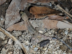 Hemidactylus bowringii