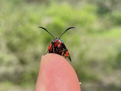 Arniocera auriguttata