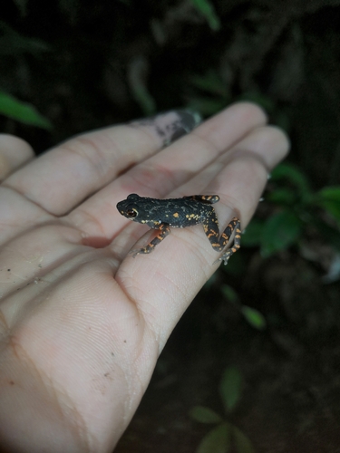 Ansonia penangensis observed 2022-11-21