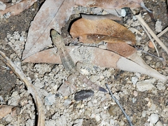 Hemidactylus bowringii