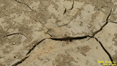Cristaria plicata