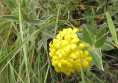 Lasiosiphon polyanthus