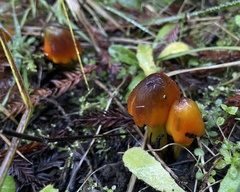 Hygrocybe