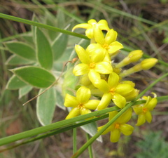 Lasiosiphon polyanthus